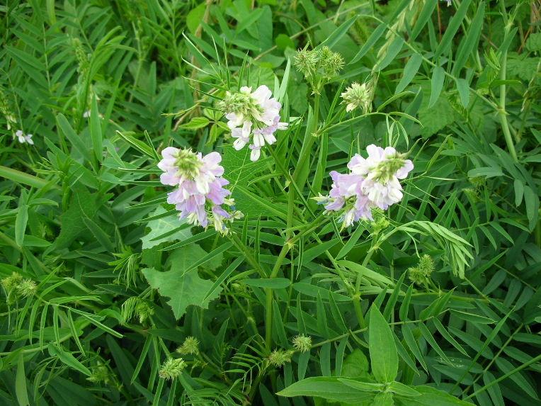 Galega officinalis / Capraggine